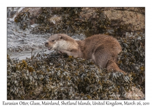 Eurasian Otter