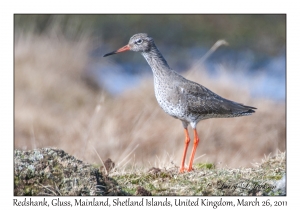 Redshank