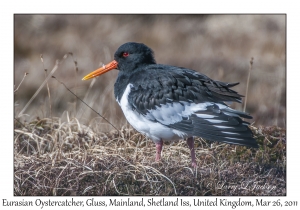 Eurasian Oystercatcher