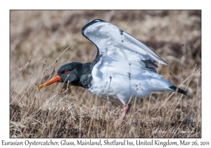 Eurasian Oystercatcher