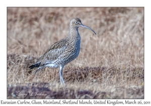 Eurasian Curlew