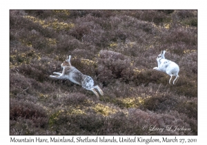 Mountain Hares