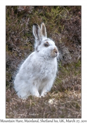 Mountain Hare