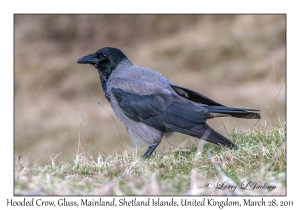 Hooded Crow