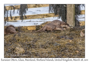 Eurasian Otters