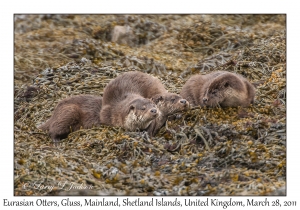 Eurasian Otters