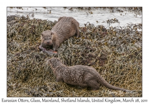 Eurasian Otters