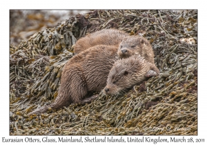 Eurasian Otters