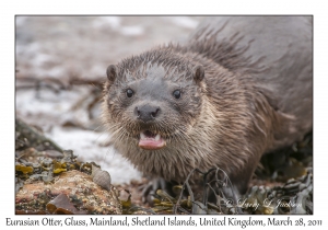 Eurasian Otter