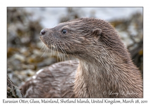 Eurasian Otter