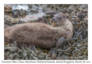 Eurasian Otter