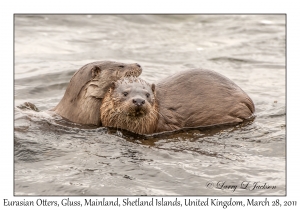 Eurasian Otters