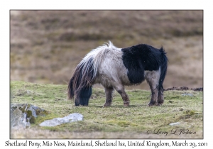 Shetland Pony