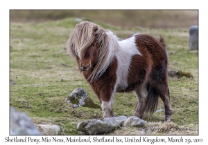 Shetland Pony