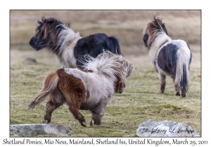 Shetland Ponies