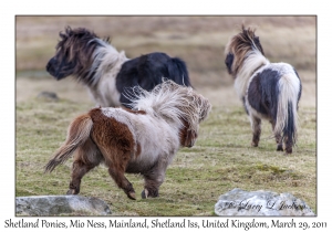 Shetland Ponies