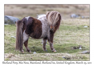 Shetland Pony