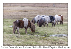 Shetland Ponies