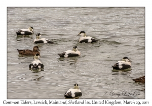 Common Eiders