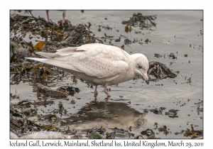 Iceland Gull