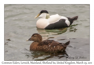 Common Eiders