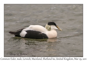 Common Eider