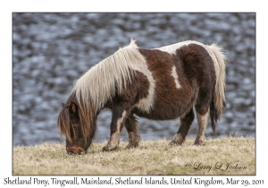 Shetland Pony