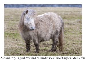 Shetland Pony