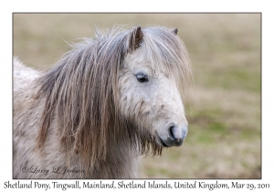 Shetland Pony