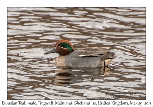 Eurasian Teal