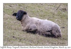 Suffolk Sheep