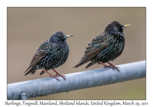 Starlings