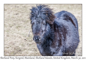 Shetland Pony