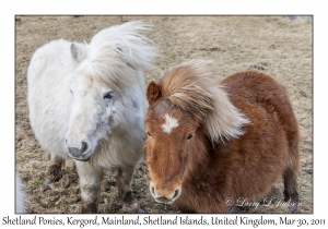 Shetland Ponies