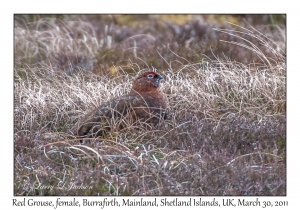 Red Grouse