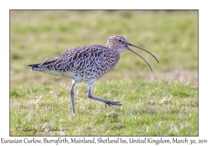 Eurasian Curlew