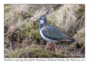 Northern Lapwing