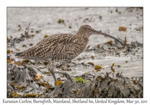 Eurasian Curlew