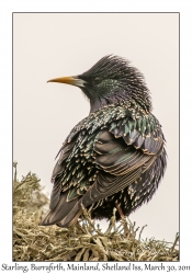 Starling