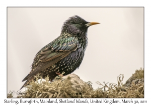 Starling