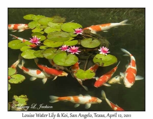 Louise Water Lily & Koi