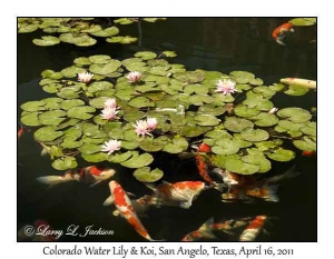 Colorado Water Lily