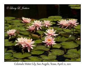 Colorado Water Lily