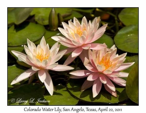 Colorado Water Lily