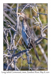 Long-tailed Cormorant