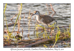 African Jacana