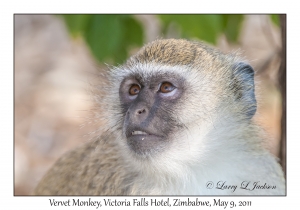 Vervet Monkey