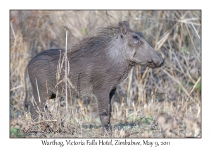 Warthog