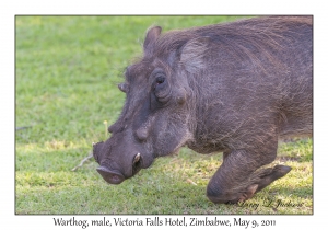 Warthog