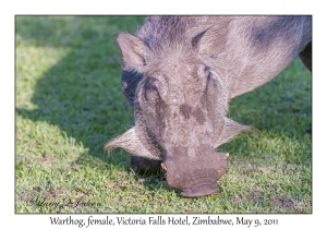 Warthog